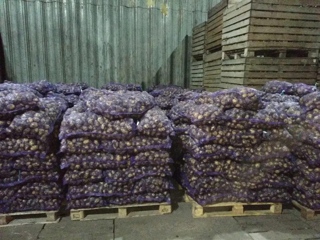 картофель Гала оптом в Красноярске 5